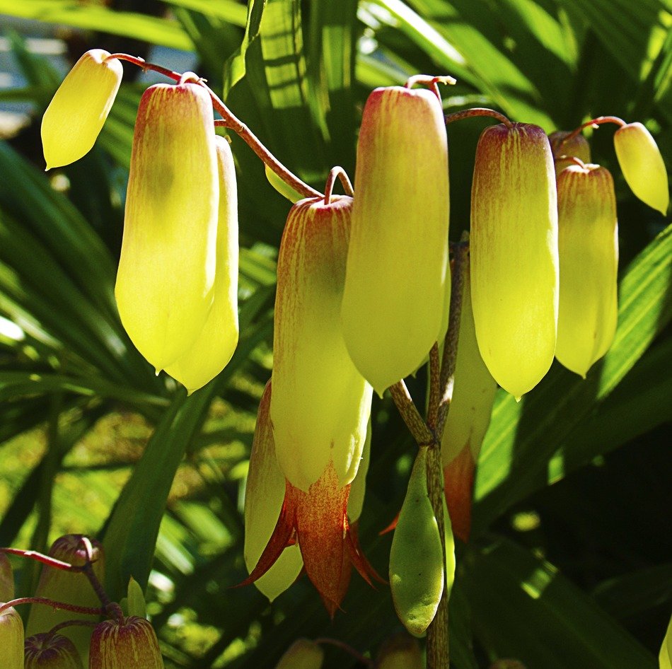 tropical plant flowers like yellow lanterns