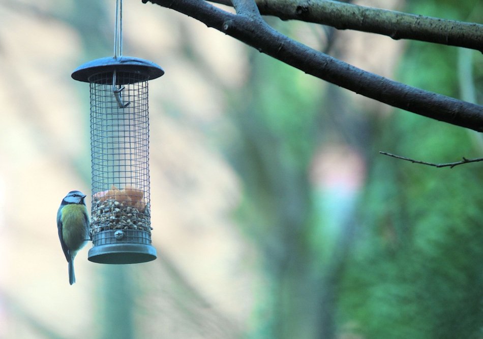 Blue tit on the manger