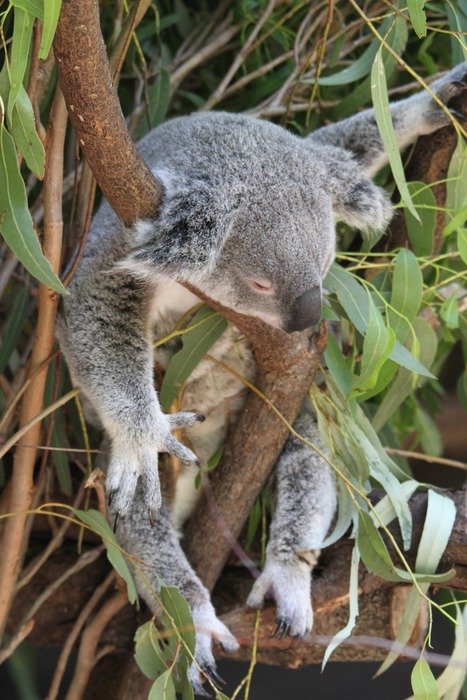 koala animal sitting on the tree