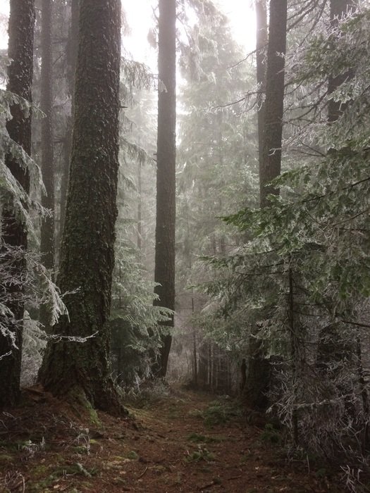 Frost on the trees in the forest