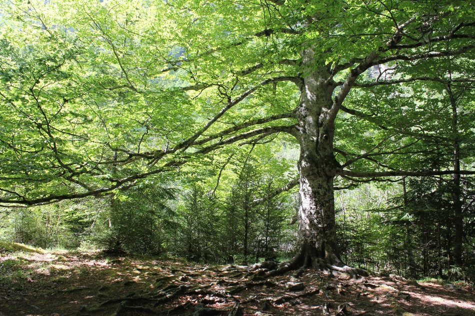 green tree in the middle of the forest