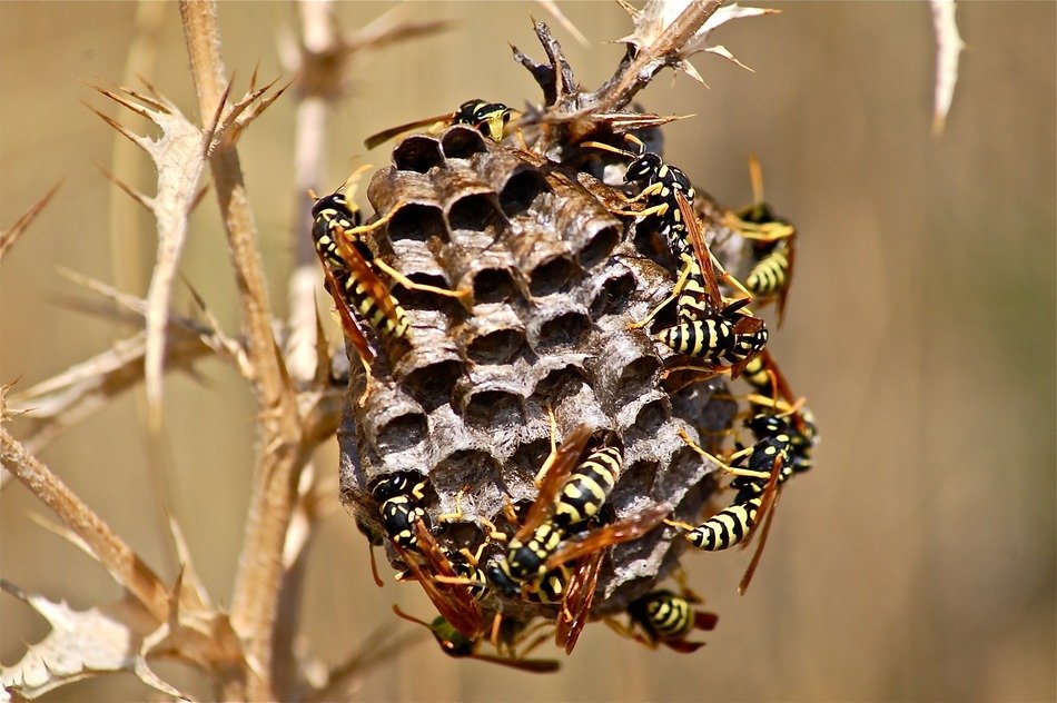 Wasps on a branch in a special place