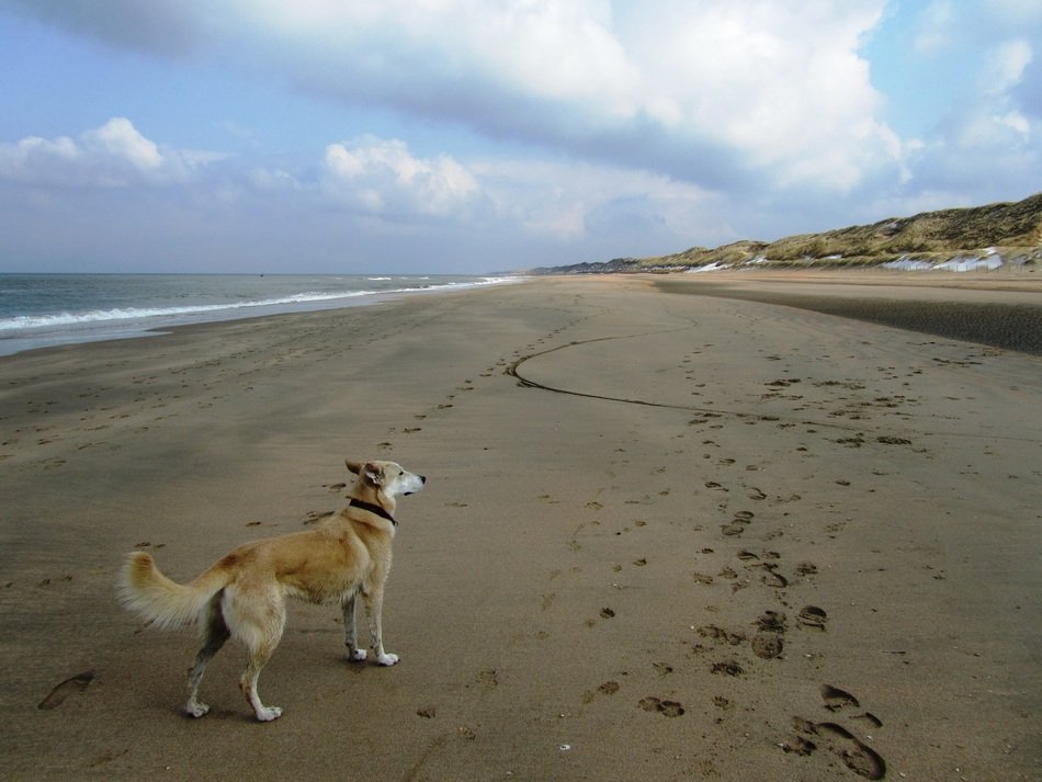 dog at sea