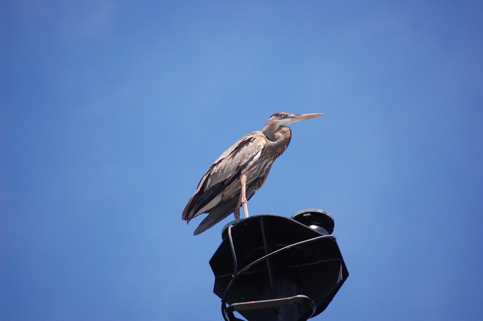 bird against the blue clean sky