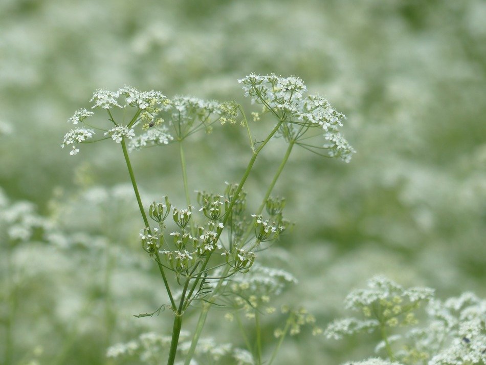 wild temulum