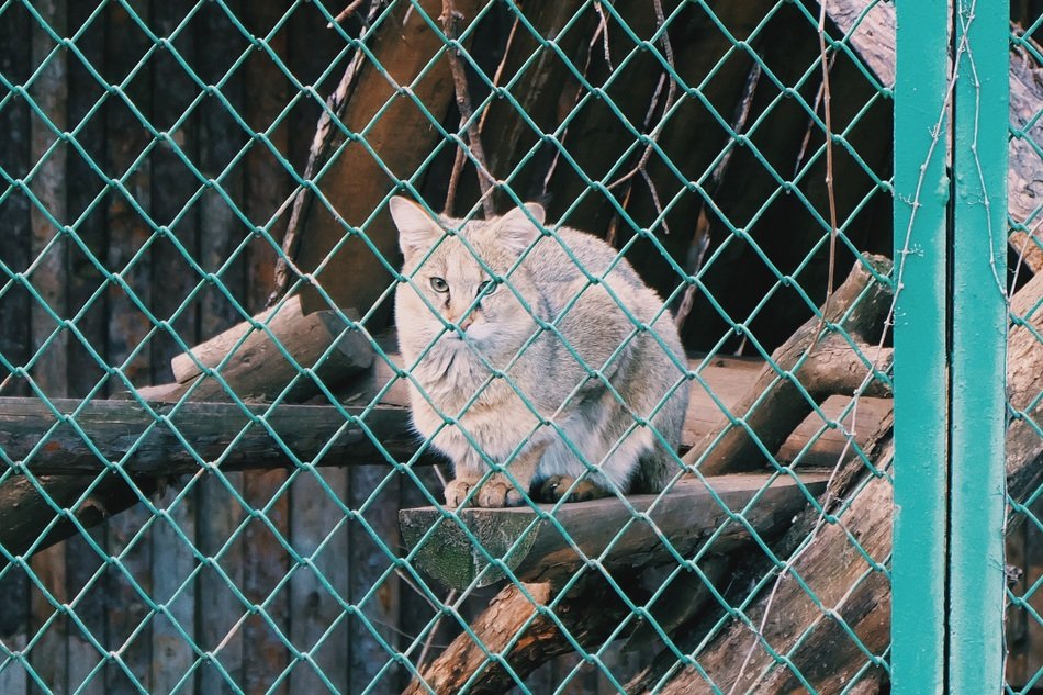 Wildcat in the zoo