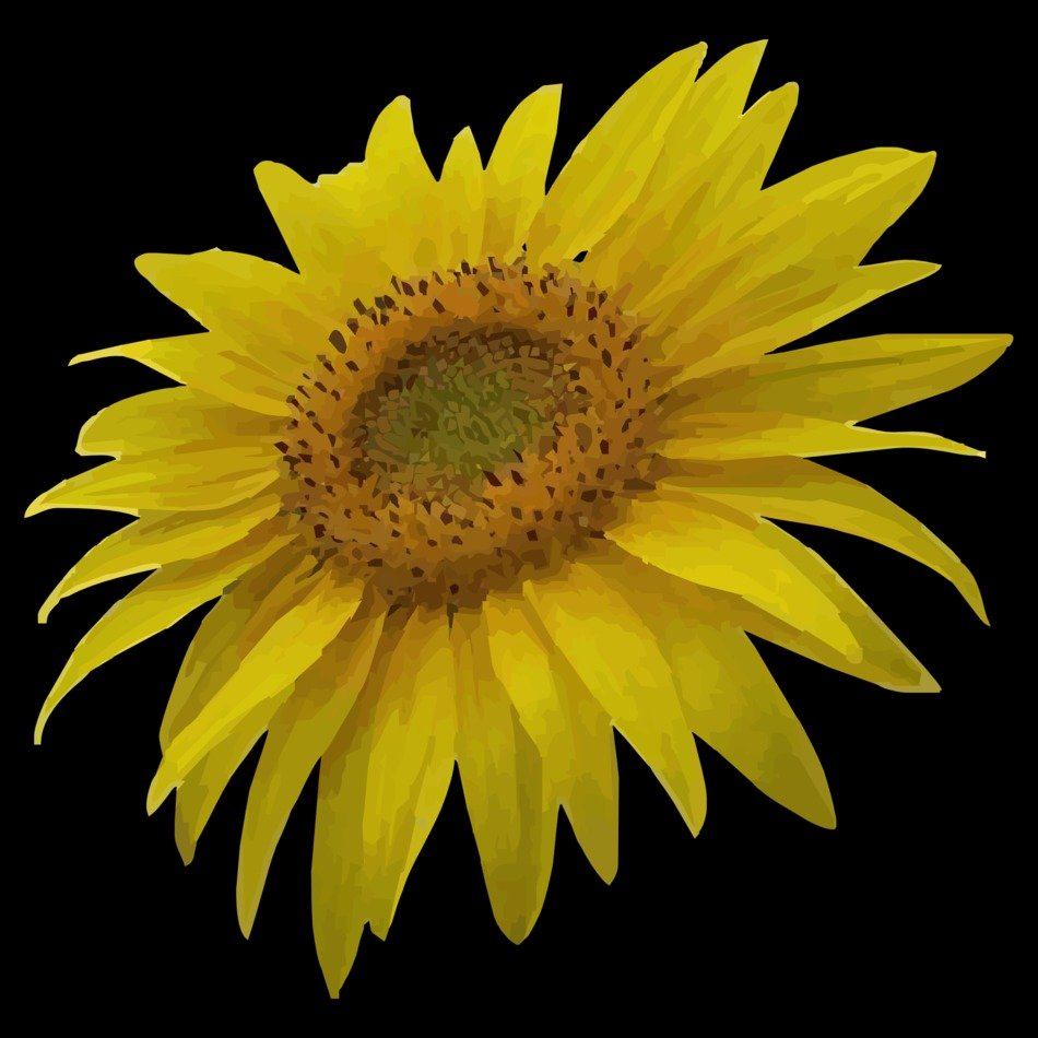 sunflower on black background