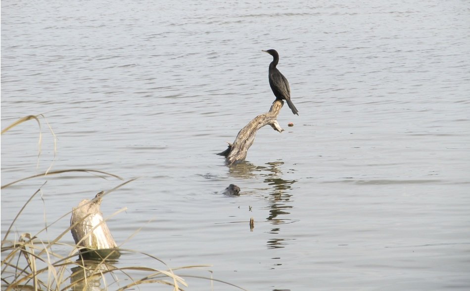 Cormorant on the lake