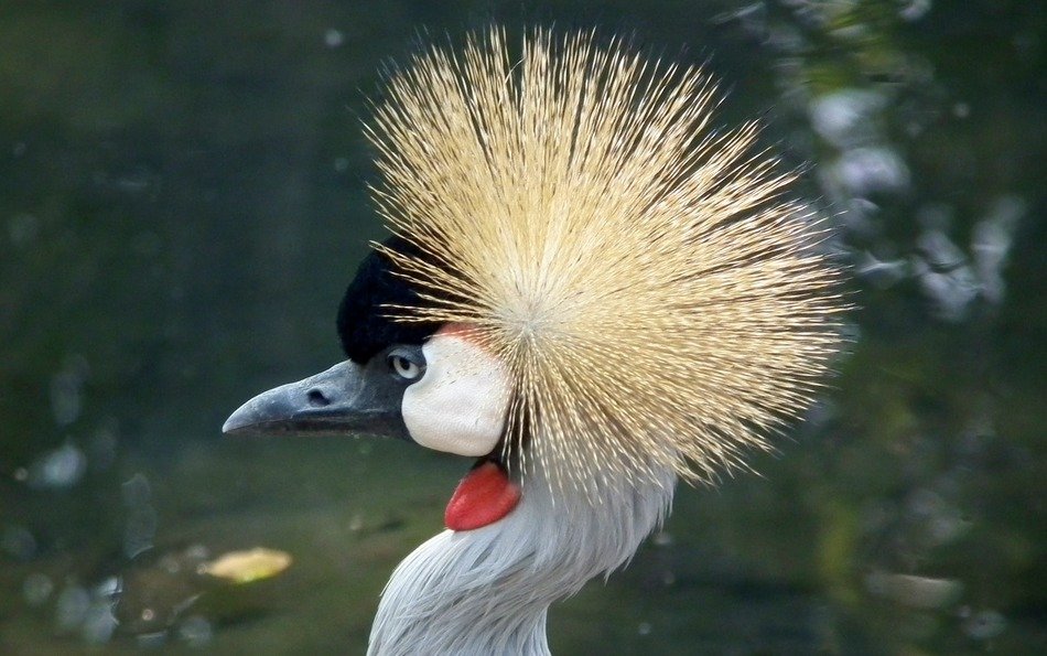 Profile portrait of the beautiful and colorful crane bird with fluffy comb