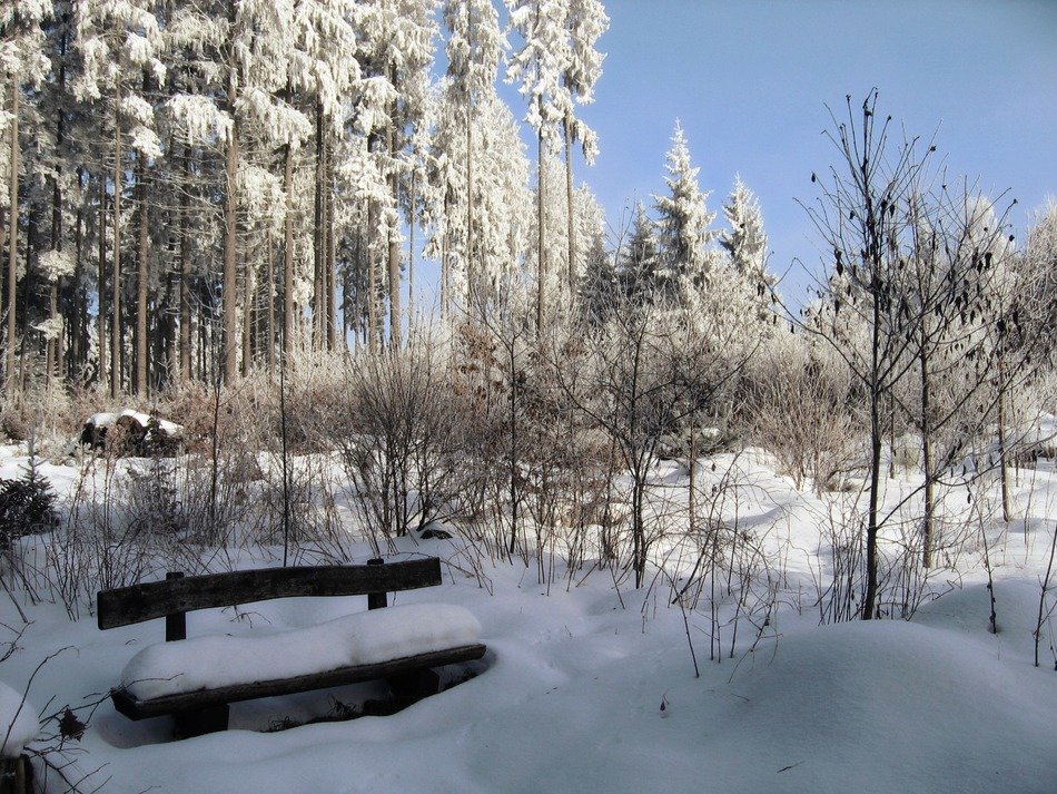 Picture of Snowy black forest