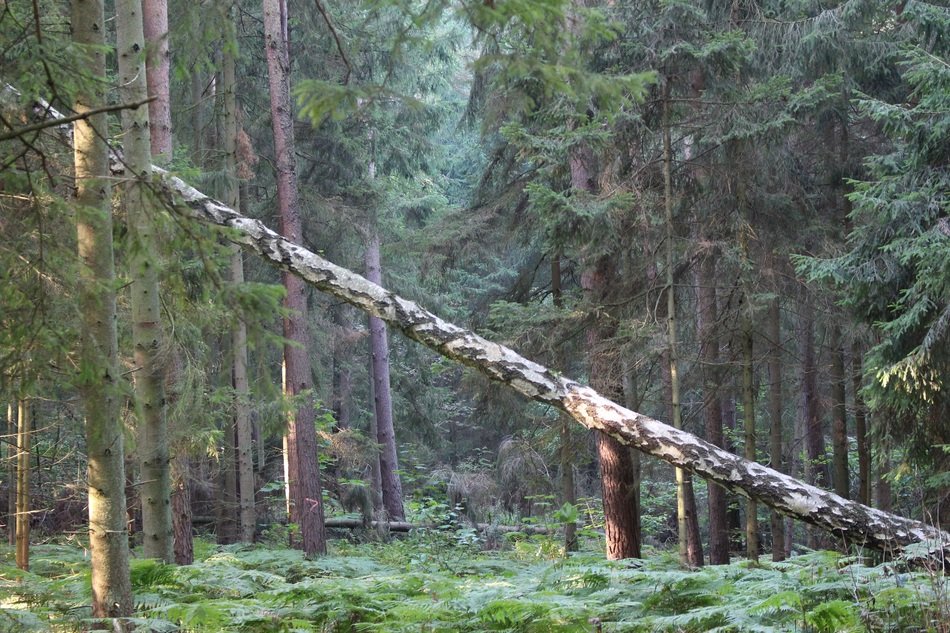 fallen tall tree in the forest