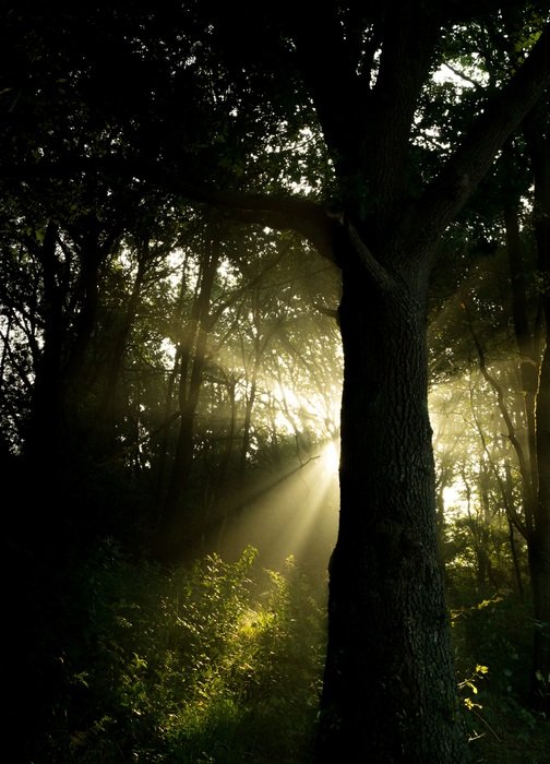 bright morning light in a dark pine forest