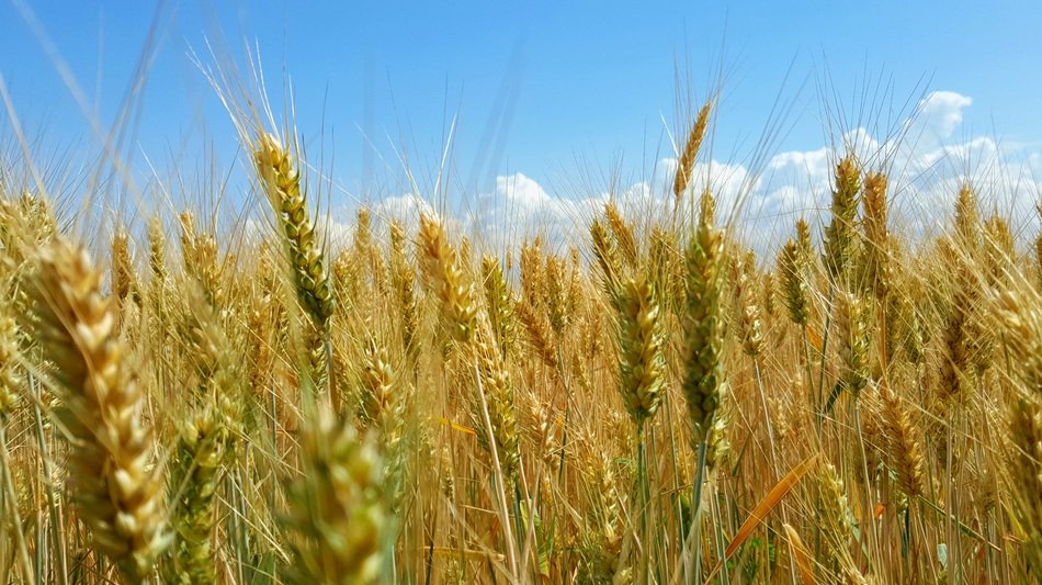 wheat field in Hungary