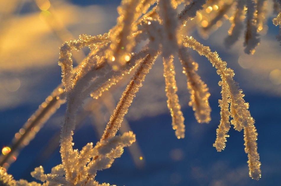 macro view of snowy and frost branch