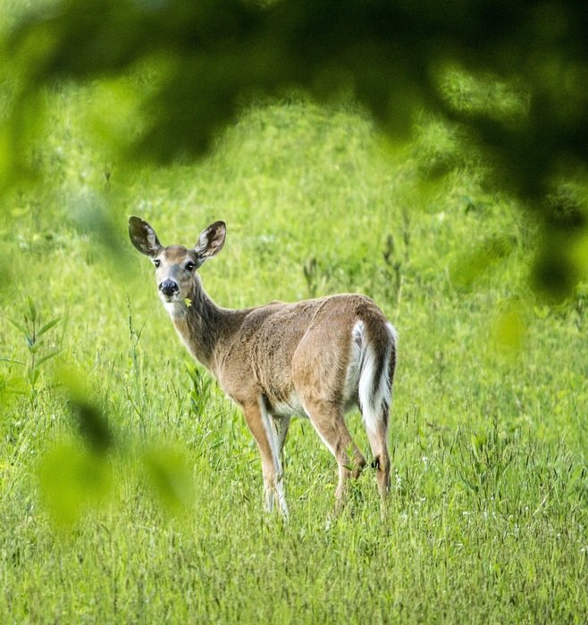 Deer in the wood in wildlife