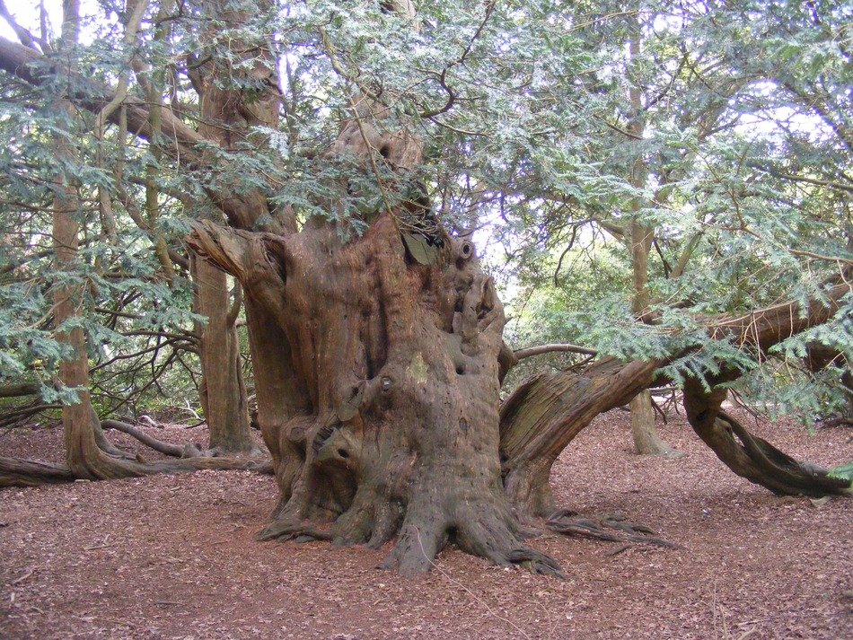 yew tree at Langley park in England