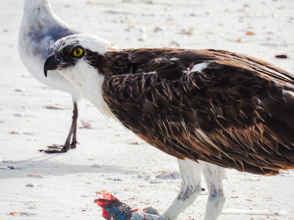Picture of the birds on an estero island