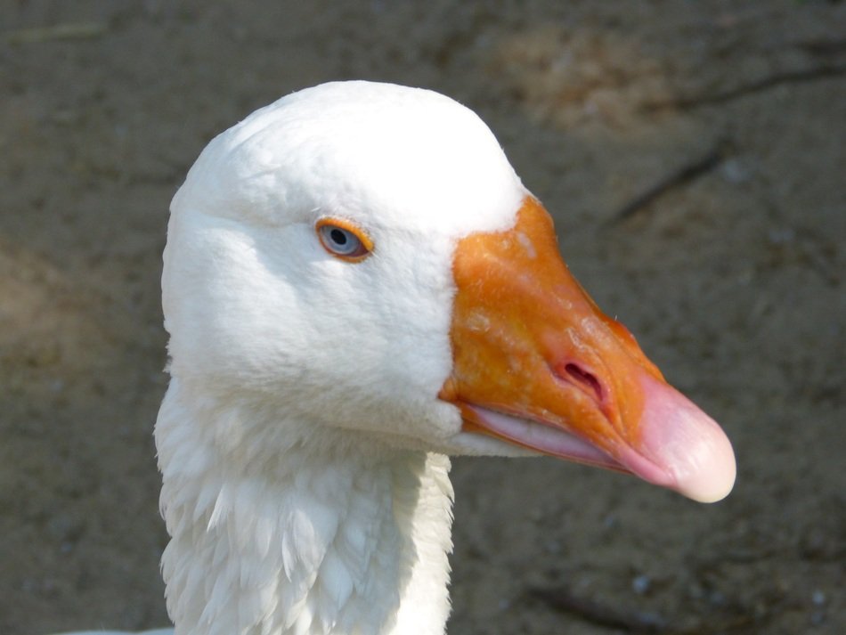 picture of the goose's head