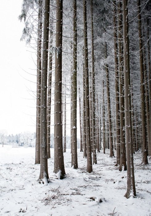 Beautiful straight trees in a snowy forest