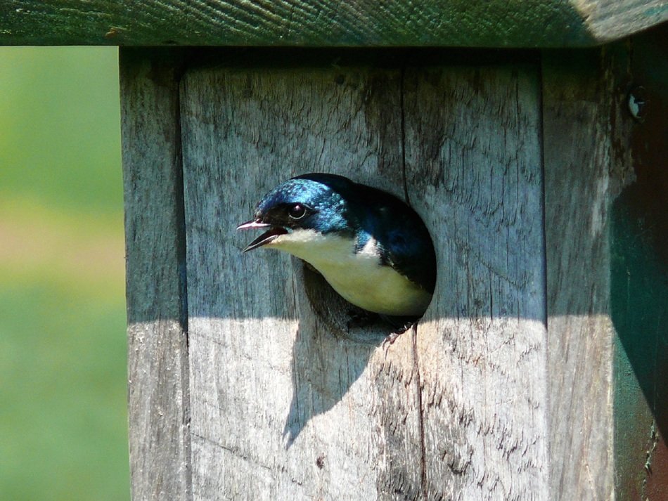 picture of the swallow is in a birdhouse