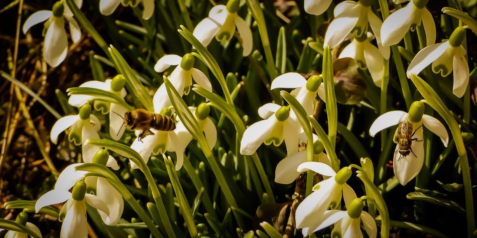 bees on snowdrop
