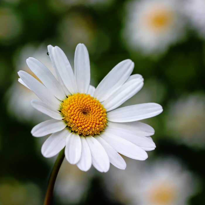 white daisy, garden plant