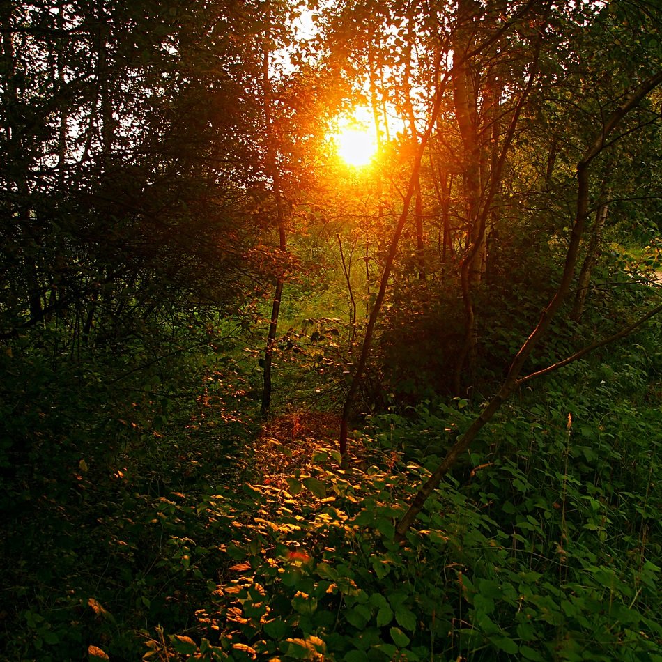 evening sun among the trees at dusk