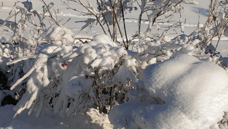 Landscape with the snow
