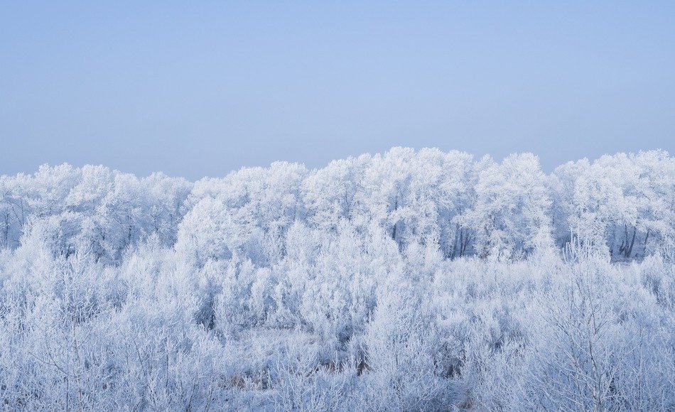 Freeze forest