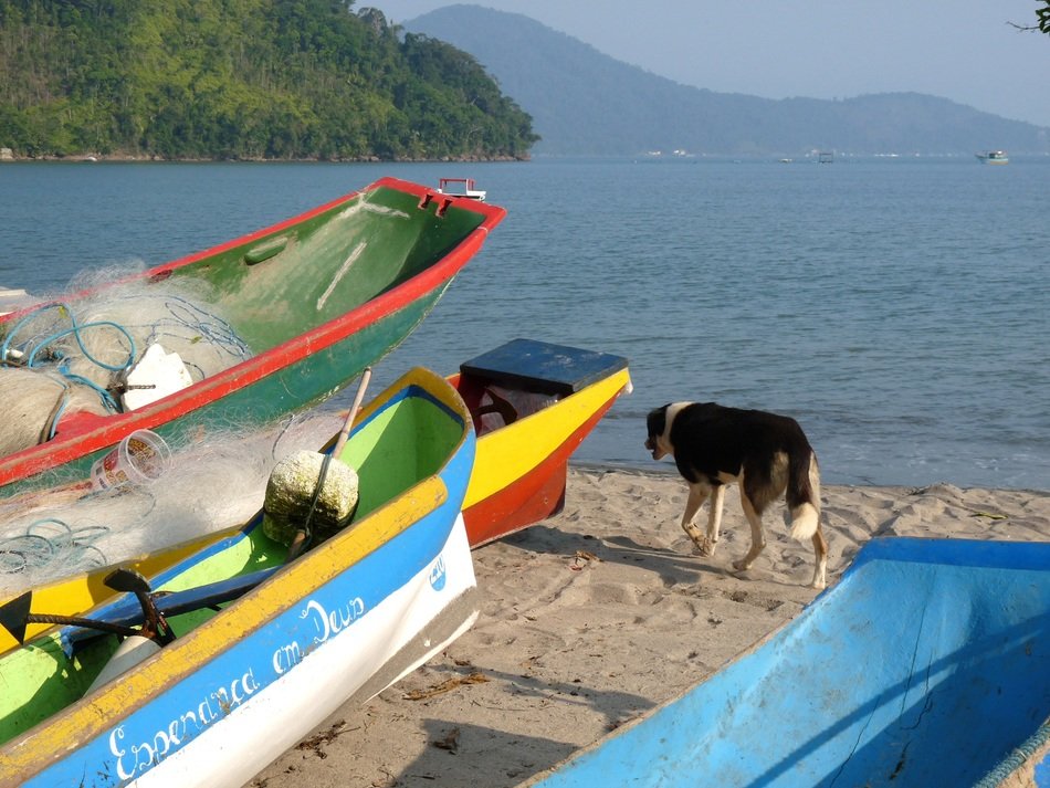 dog among colorful canoes on the beach in brazil