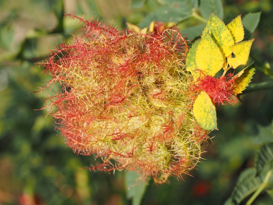 Colorful tropical plant galle flowers in the garden