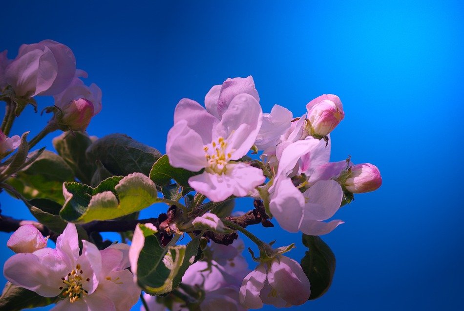 apple blossom tree nature