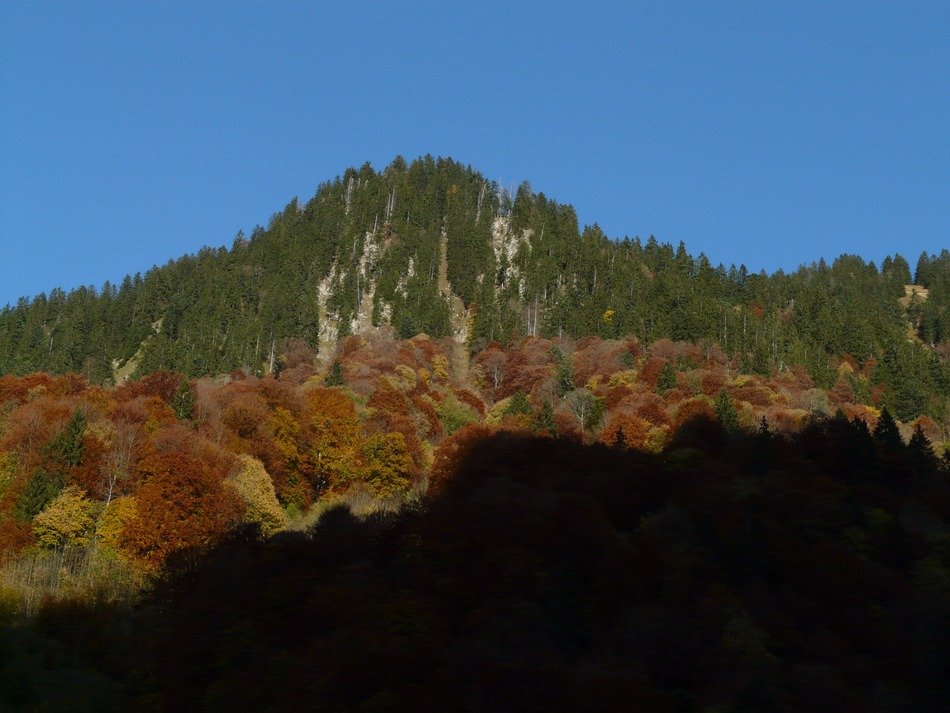 forest fir mountain