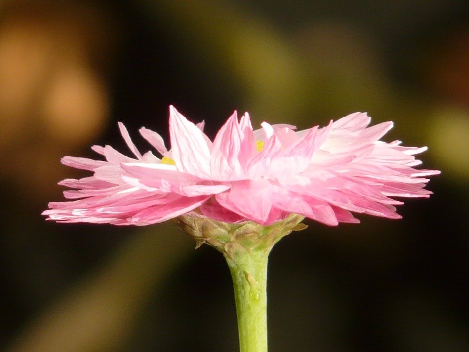 sonnenflgel flower close-up