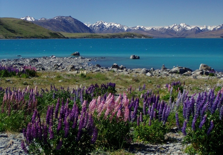 purple flowers on tekapo lake in New Zealand