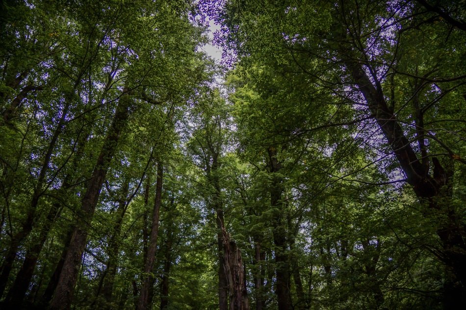 Green forest trees new zealand view free image download