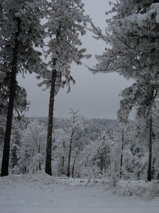 trees in the snow in the forest in December