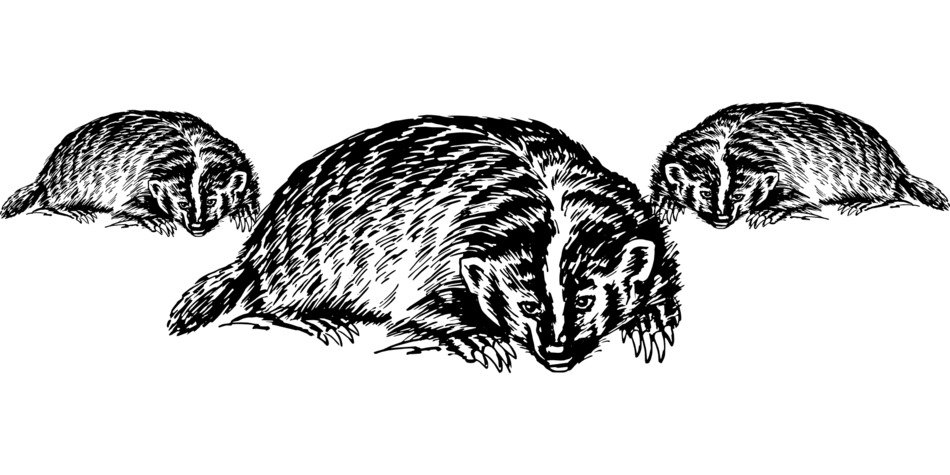 Black and white drawing of the wolverines clipart