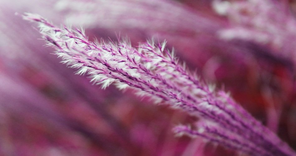 pink grass on blurred pink background