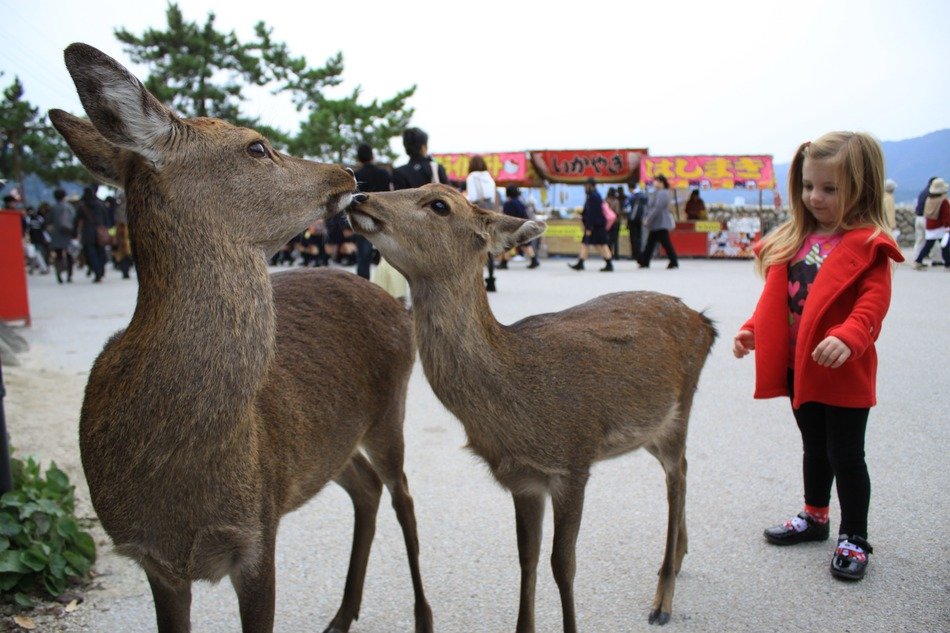 child near two young deer at a festival in japan