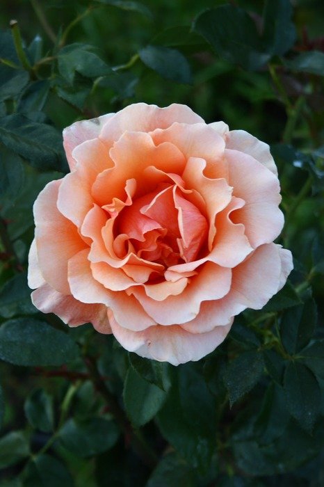 rose on a green bush in the garden