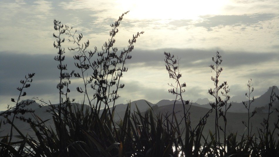 grass on the coastline in new zealand in black and white image