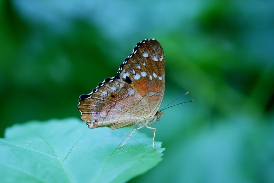 common tiger butterfly in wildlife