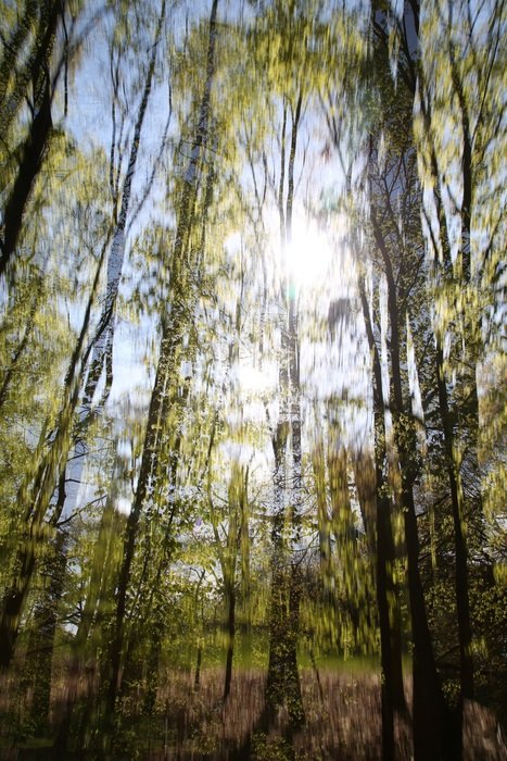 smeared picture of a summer forest