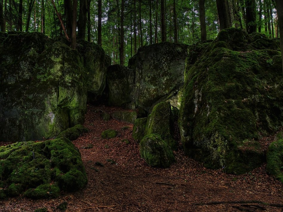 lot of moss in the forest