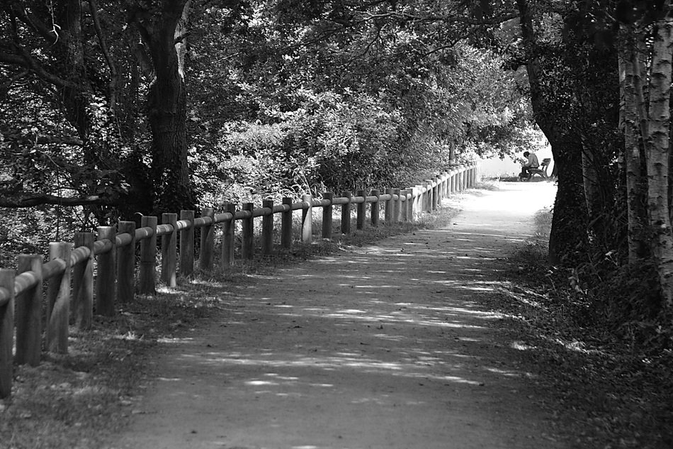 Black and white photo of the beautiful allee with in Brittany