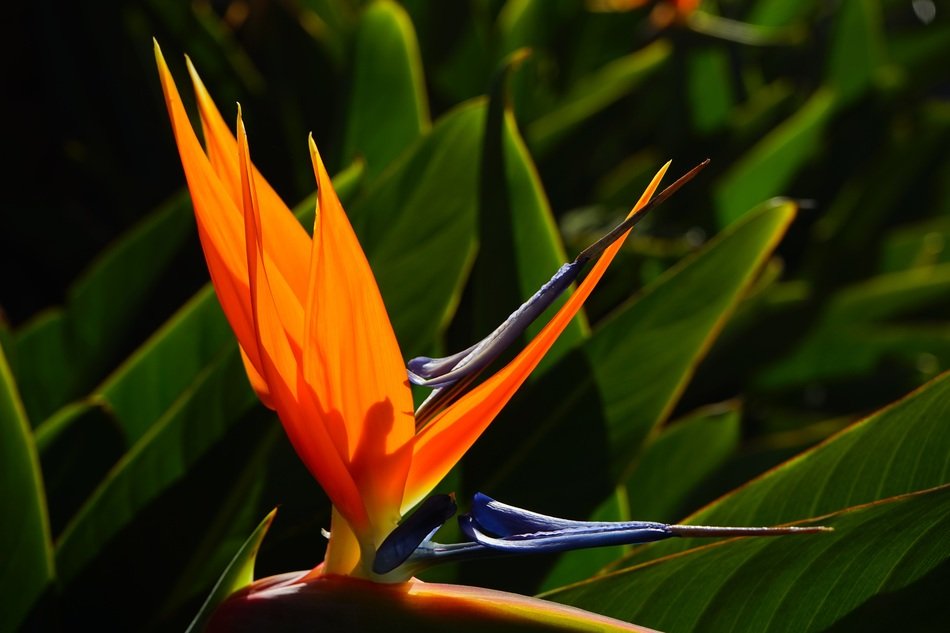 exotic bird of paradise blossom