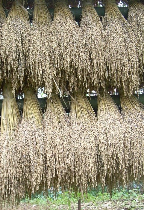 grain harvest in bunchs