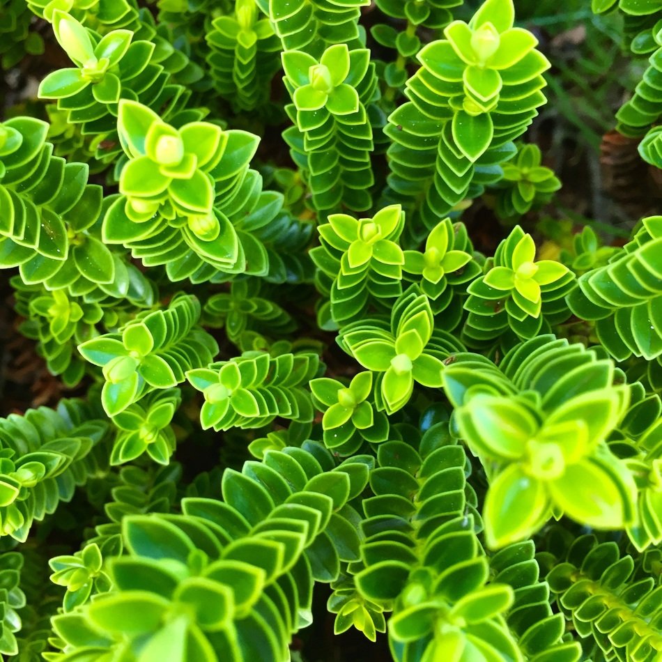 Plants with the green leaves in the garden