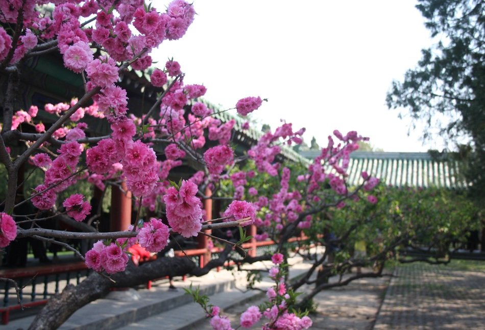 Pink flowers in China